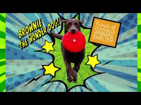 download lagu mp3 mp4 Brownie Dog Price, download lagu Brownie Dog Price gratis, unduh video klip Brownie Dog Price