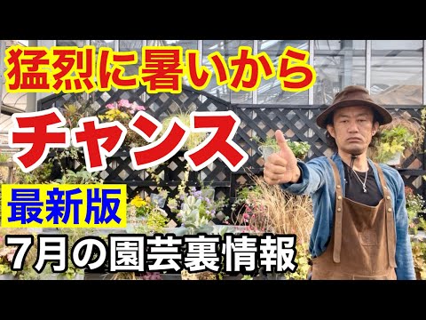 ルバーブが熟しているかどうかはどうやってわかりますか?園芸の専門家からのアドバイス  庭園