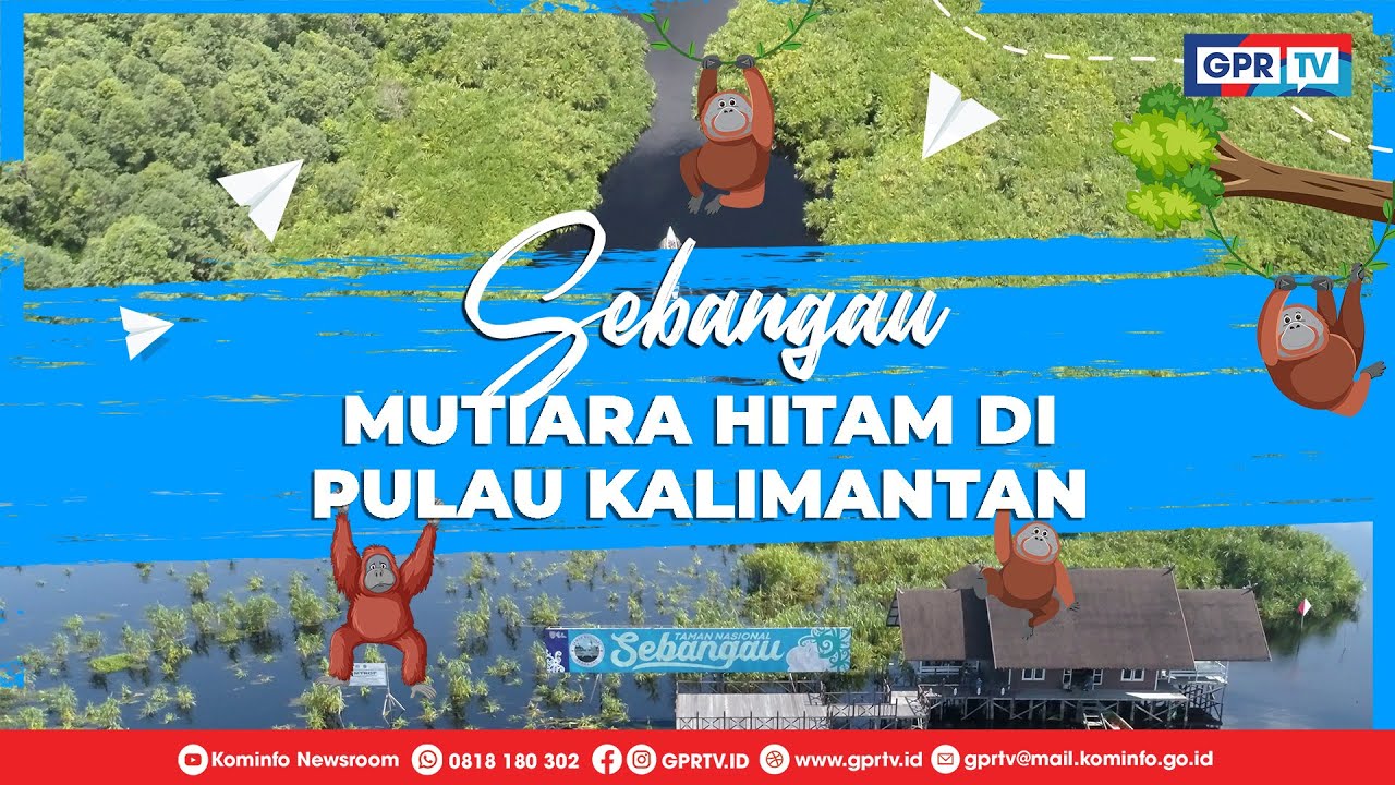 Sebangau Mutiara Hitam di Pulau Kalimantan