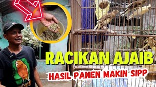 Download lagu Keberhasilan dari Ternak Kenari Mas Kriwul ternyata dari Racikan Pakan Biji ini.. mp3 Download lagu Keberhasilan dari Ternak Kenari Mas Kriwul ternyata dari Racikan Pakan Biji ini.. mp3
