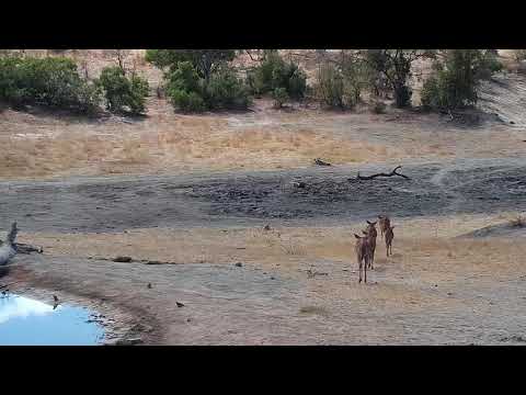 Djuma: Kudus and Nyalas - 10:45 - 08/22/19
