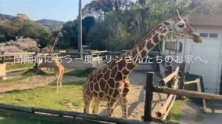 【南海電鉄撤退予定】みさき公園 動物園  アミメキリンの幼子仙夏ちゃんと桜　2019年4月9日