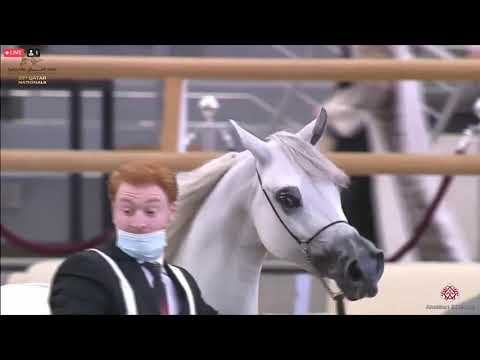 N 260 NAJLA UMM ALUDHAM   23rd Qatar National Arabian Horse Show   Fillies 3 Years Old Class 5