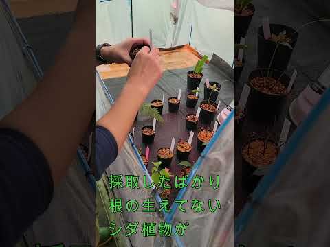 ポットにコルク栓をします 天然ユスリカの植物忌避剤