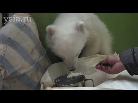 По следам белых медведей. Как начинался «Медвежий патруль» в Якутии