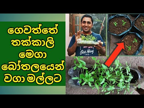 , title : 'Home gardening in Sri Lanka Planting Tomato seedlings in Grow bags'