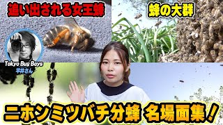【昆虫スロー】ニホンミツバチの分蜂名場面集を師匠と一緒に振り返る！Tokyo Bug Boys × 週末養蜂！
