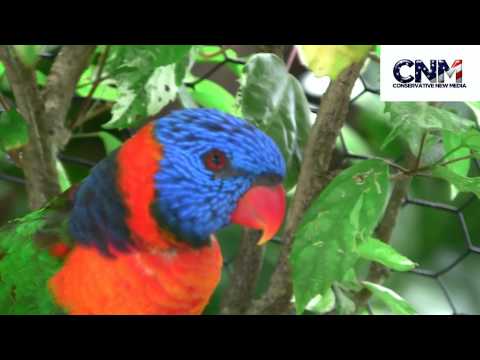 Red-collared Lorikeet v HD kvalite
