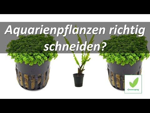 Wo die Salbe akrustan zu kaufen Das Ekzem auf dem Kopf des Grundes und die Behandlung