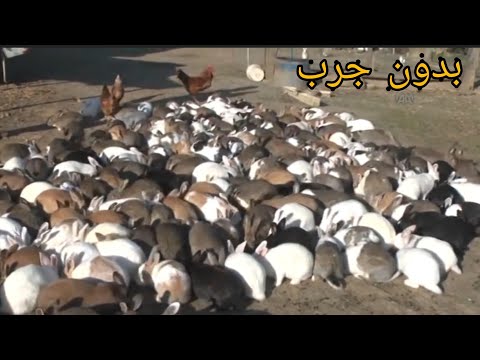 , title : 'مزرعه ارانب تربيه ارضيه 1000 ام   بدون جرب .ground breeding rabbit farm 1000 mother without scabies'