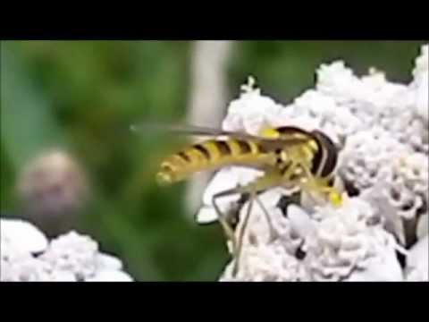 PENTAX - optio RZ10 HD test video Makro 720p (part 1)