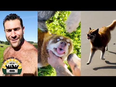 I'm so excited to introduce Shakira, our new wobbly diva | The Asher House