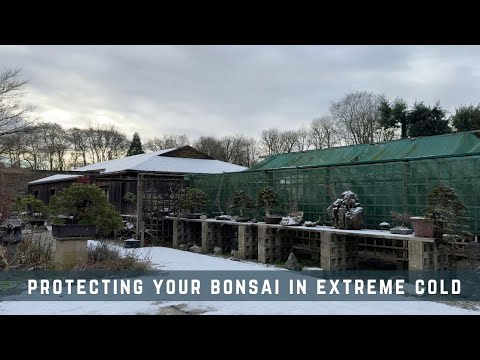 Protecting Your Bonsai in Extreme Cold