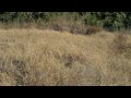 Ghillie Suit: "Hide and Seek"---Find Me! Ghillie Suit: "Hide and Seek"---Find Me!