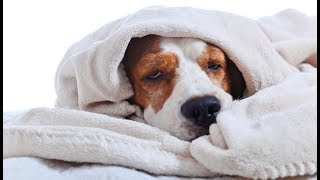 How To Treat A Dog with A Cold