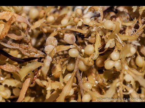 Paano sa mawala timbang ng bukung-bukong Kung paano mawalan ng timbang sa isang babae