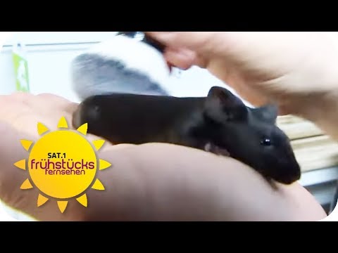 Der Mann mit den Mäusen | SAT.1-Frühstücksfernsehen