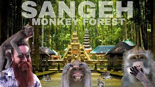 No.1 Monkey Forest To Visit In Bali!