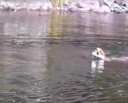 download lagu mp3 mp4 Kopparhults Kennel, download lagu Kopparhults Kennel gratis, unduh video klip Kopparhults Kennel