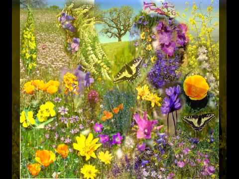 Jefferson Handkerchief - I'm Allergic To Flowers (lyrics) psych US 1967