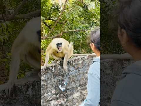 #viralvideo #funnymonkey #funny #monkey #cute