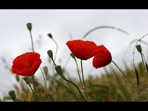 ☆ Červenám - Iveta bartošová, Petr Sepéši