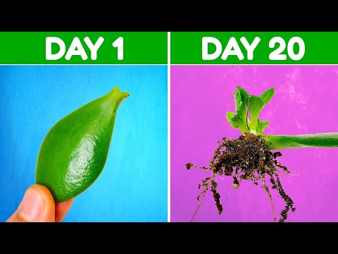 How to Propagate Jade Plant With Leaf Cuttings