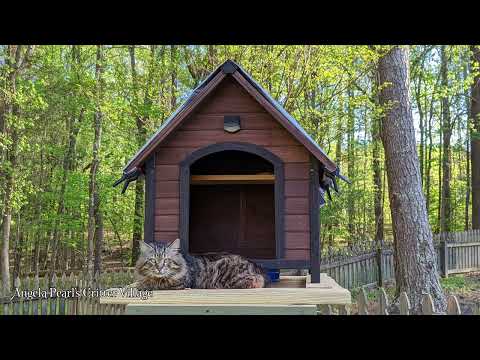DIY Elevated Feline Feeding Station - RaccoonProof and OpossumProof - Angela Pearl's Critter Village