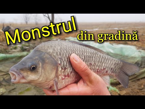 Cat CARAS am eliberat pe SIRET? (Din balta din gradina)