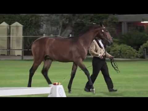 Oeste d'Atela - FIPSL 2019