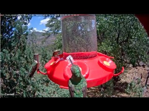 Broad-tailed Hummingbird Brings Nesting Material to Feeder – May 25, 2018