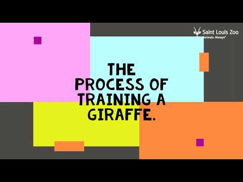 Giraffe training at the Saint Louis Zoo