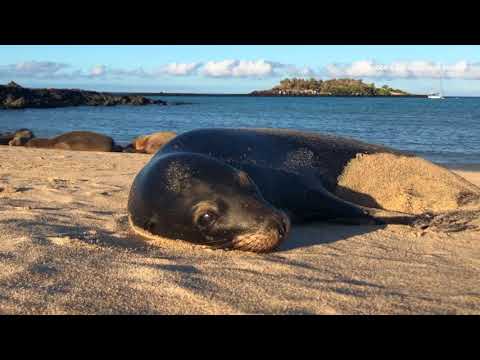 nemo 2 galapagos cruise