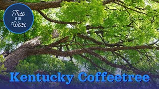 Tree of the Week: Kentucky Coffee Tree