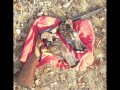 Ghost! Field Journal of a Bird Dog