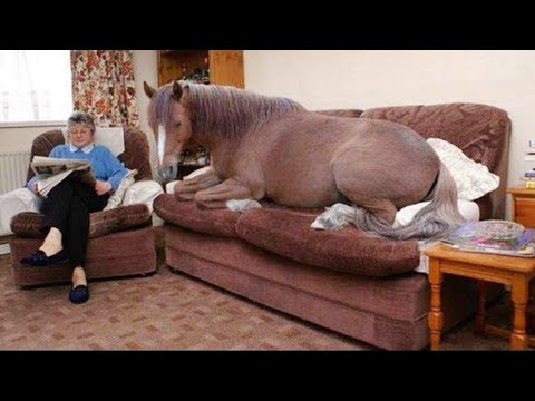 Les chevaux dramatiques et bizarres - le cheval le plus drôle et le plus mignon