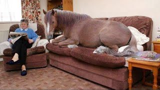 Les chevaux dramatiques et bizarres - le cheval le plus drôle et le plus mignon