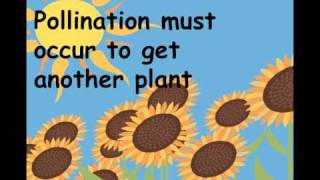 Pollination Song