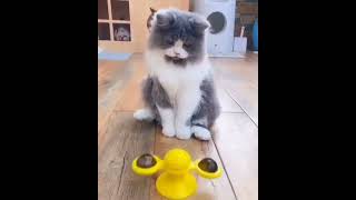 目が回ってしまった猫さん #shorts
