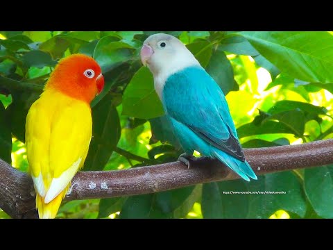 Lovebird Chirping Sounds and Call Sounds From Blue Opaline & Lutino Opaline