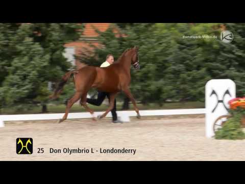 Hanoverian Stallion Licensing 2016 No  25 by Don Olymbrio L Londonderry