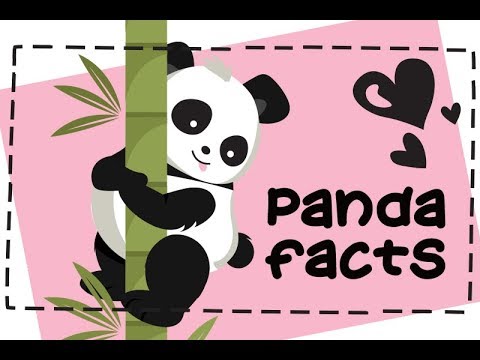 15 Fun Facts about Pandas 🐼