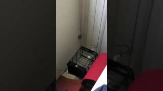 Download lagu Kenari gacor roll tembak speed rapat mp3 Download lagu Kenari gacor roll tembak speed rapat mp3