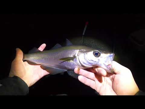 Pollock fishing with float at night and catching dogfish