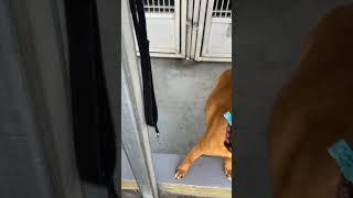 Video preview image #1 Mutt Puppy For Sale in San Diego, CA, USA