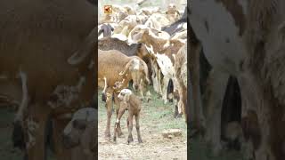 Goat Sounds (The Lively Chorus of a Bountiful Harvest)