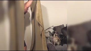 These 3 Little Pups Were So Confused When Their Owner Disappeared (WhatTheFluffChallenge)