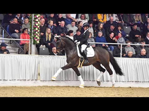 Trakehner Siegerhengst Rheinglanz - ein Hengst, der seinen Weg geht 😃