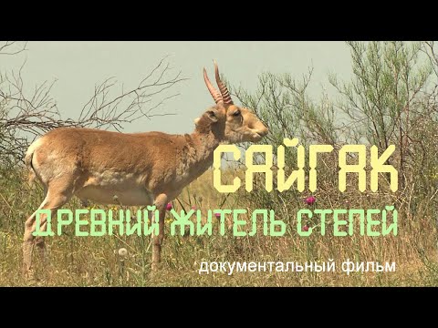 , title : 'Калмыкия. Сайгаки. Заповедник "Чёрные земли". Nature of Russia.'