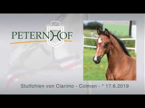 Stutfohlen von Clarimo x Colman